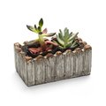 Claustro 2 in. Live Succulent Gift Set - Two Plants CL2626617